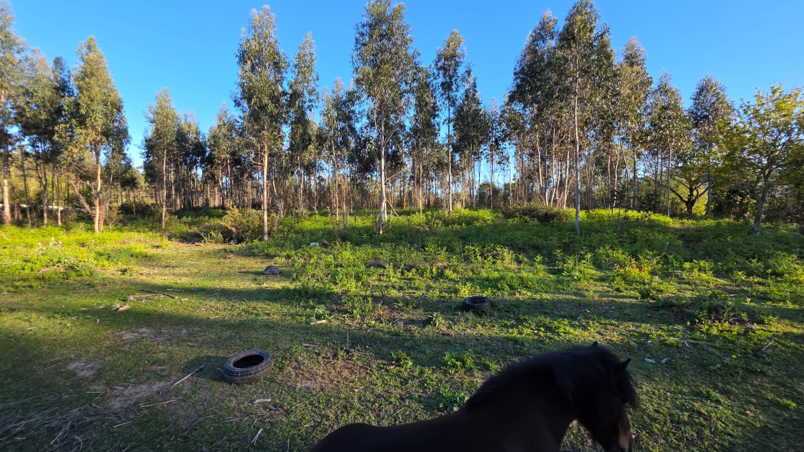 FINCA CERRADA EN VENTA EN OLEIROS (RIBEIRA, A CORUÑA) – IDEAL PARA CAMPING O CASAS DE MADERA